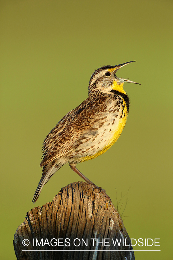 Western Meadowlark singing while perched on fence post. 