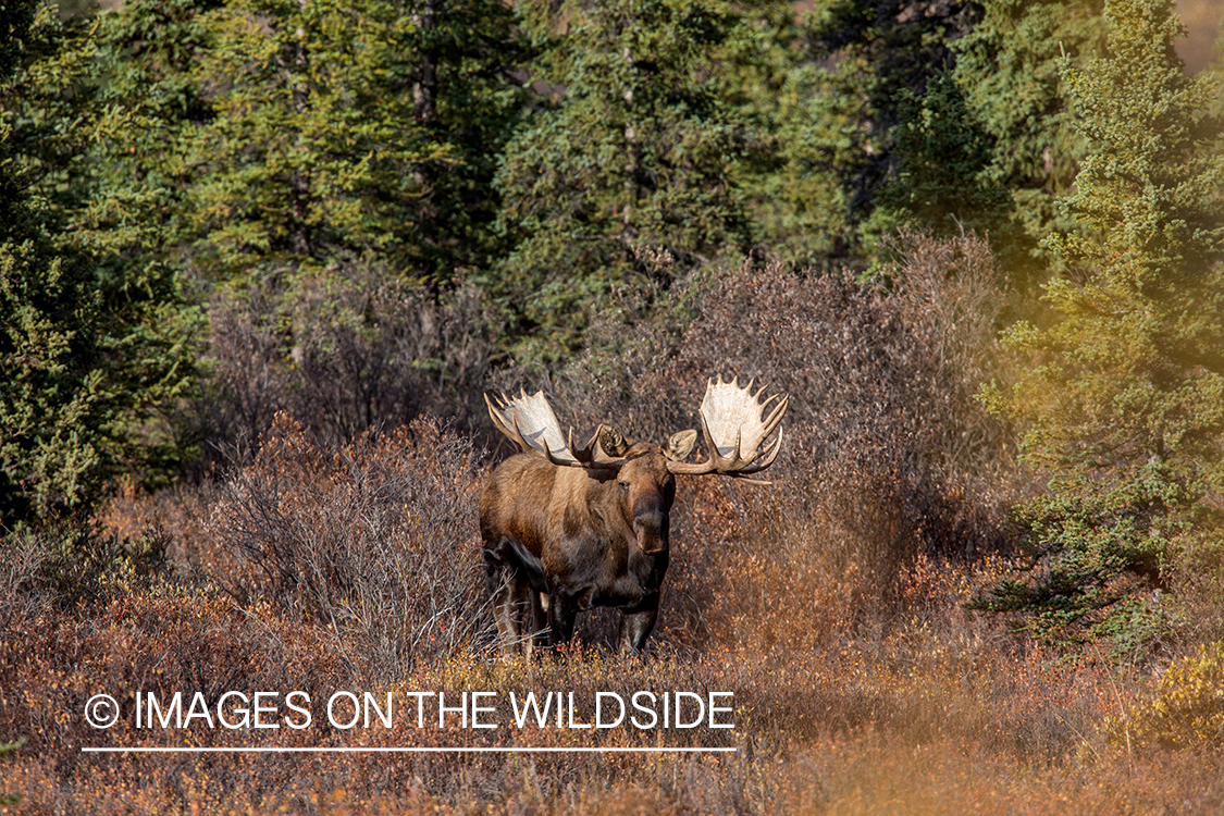 Alaskan bull moose in habitat.