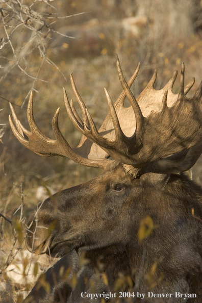 Shiras bull moose bedded down.