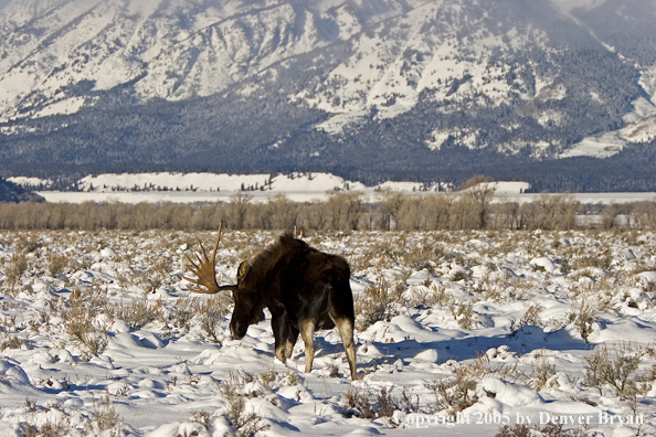 Shiras bull moose in habitat.