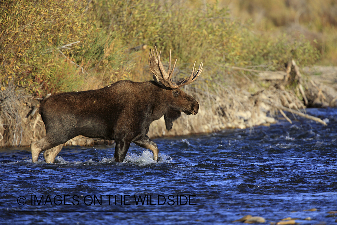 Shiras bull moose in habitat.