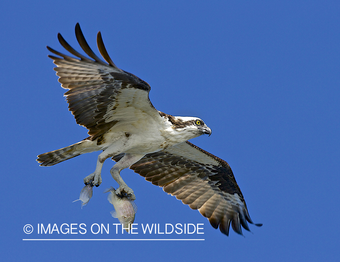 Osprey with catch.