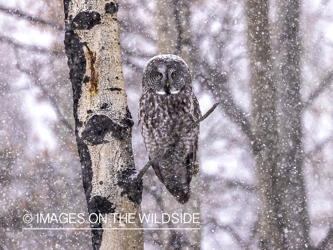 Great Grey Owl in habitat.