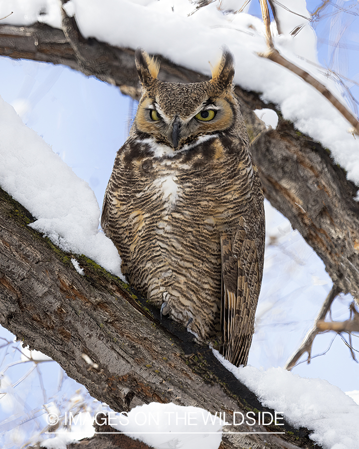 Great Horned Owl