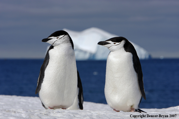 Chinstrap penguin in habitat