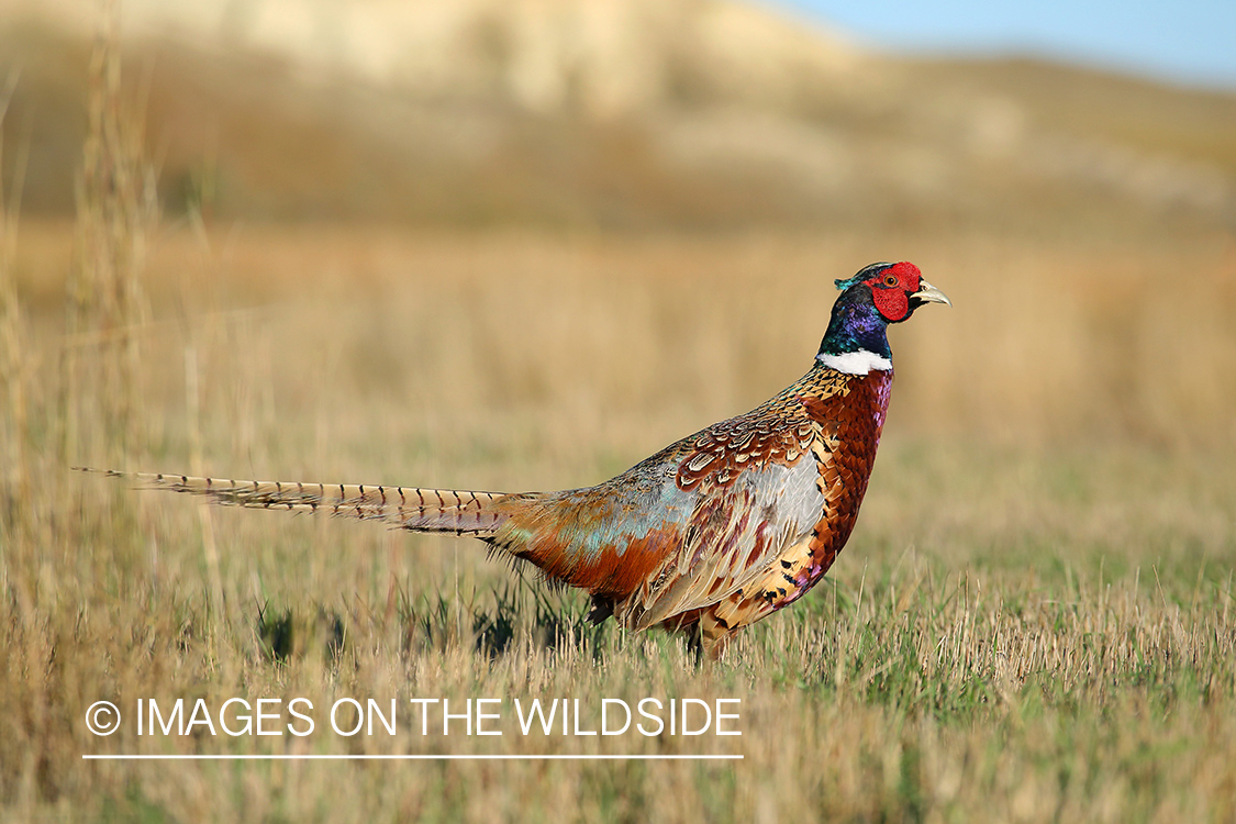 Ring-necked pheasant in habitat.