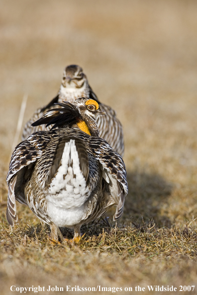 Greater Prairie Chickens in habitat.