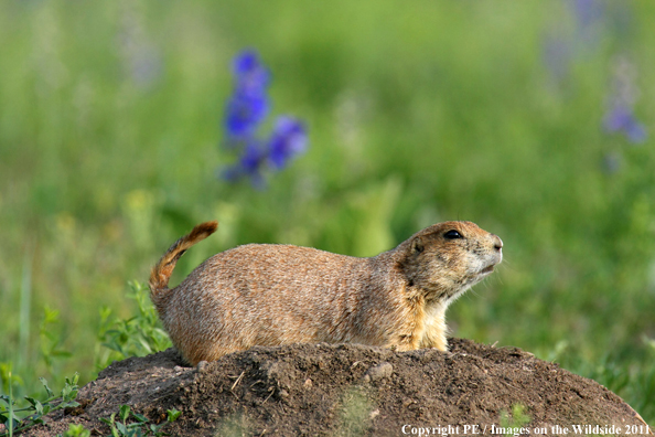 Prairie dog in field.