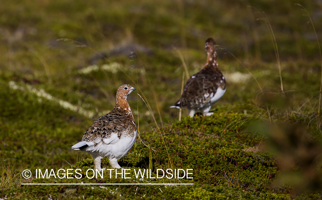 Willow ptarmigans in habitat.