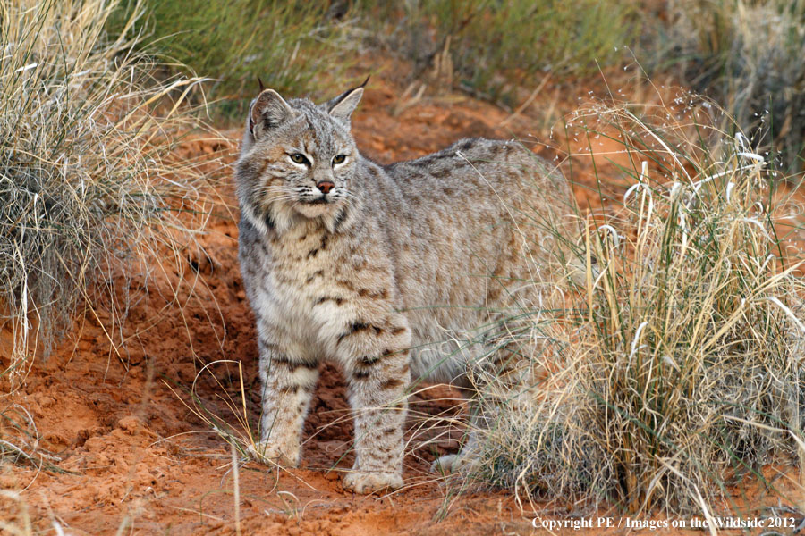 Bobcat in habitat.