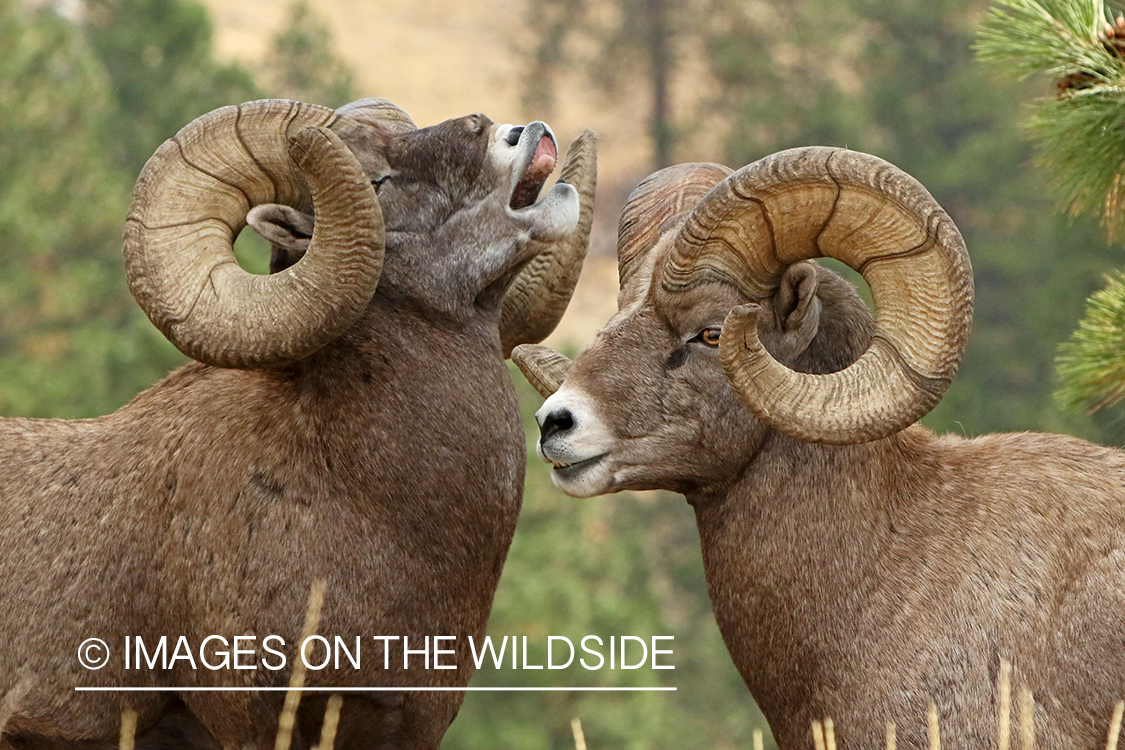 Rocky Mountain Bighorn ram in field displaying lip curl.