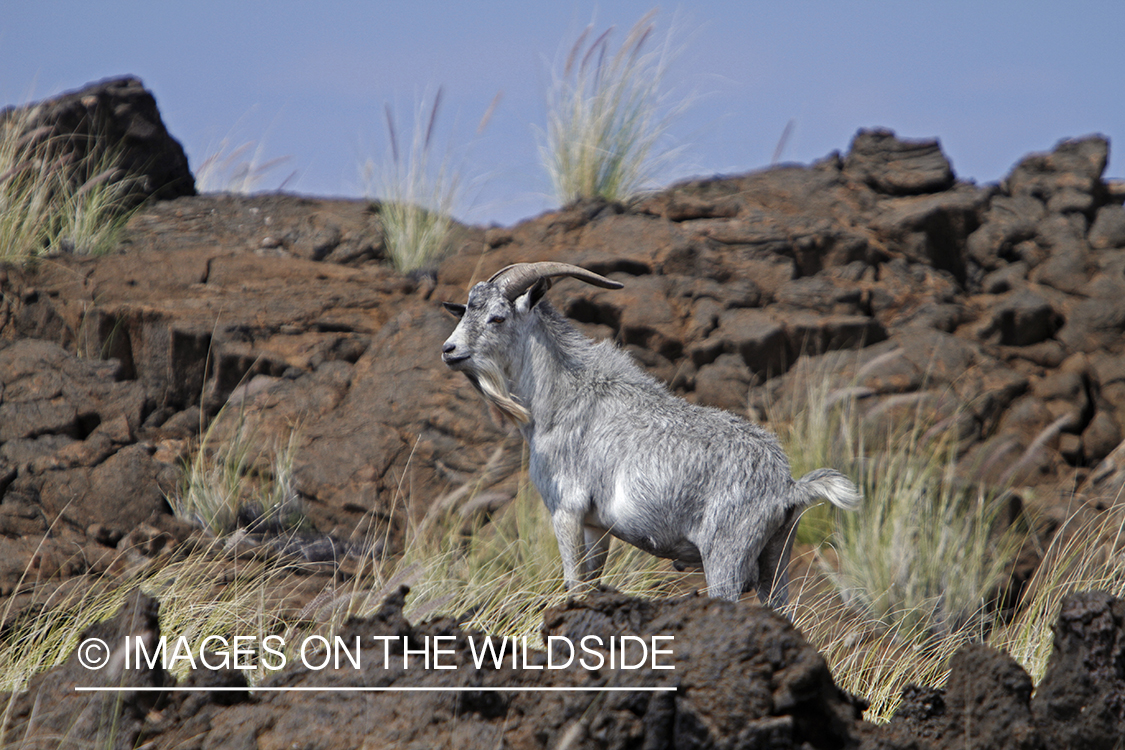 Hawaiian feral goat in habitat.