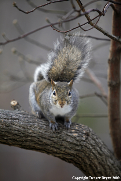 Gray squirrel in habitat.