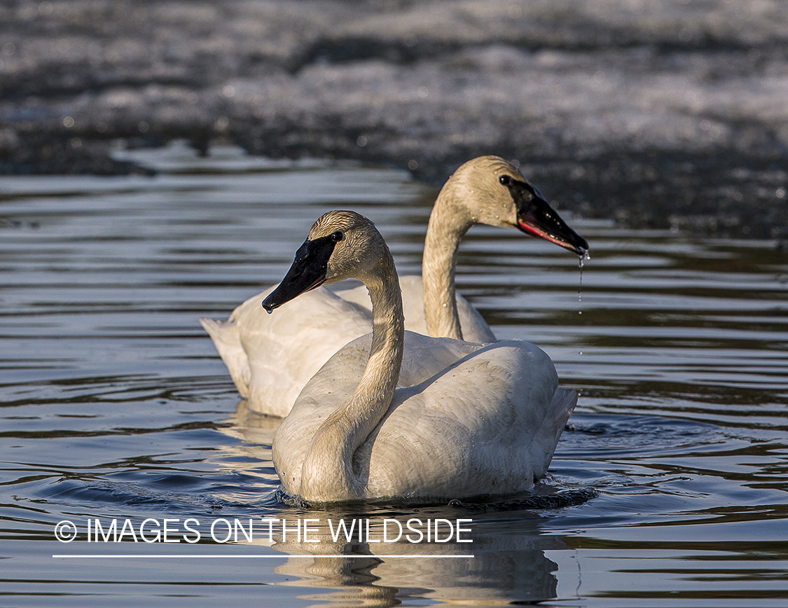 Trumpeter Swans in habitat. 