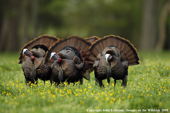 Eastern Wild Turkey