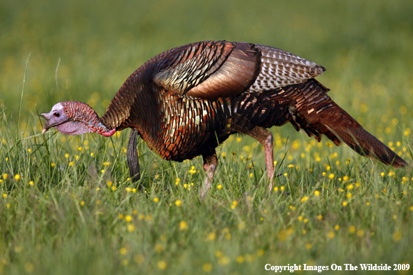 Eastern Wild Turkey in habitat