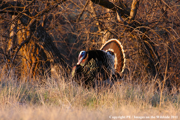 Merriam Turkey in habitat. 