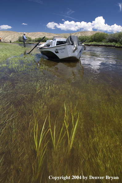 Flyfishermen fishing river (drift boat in foreground).  Summer.