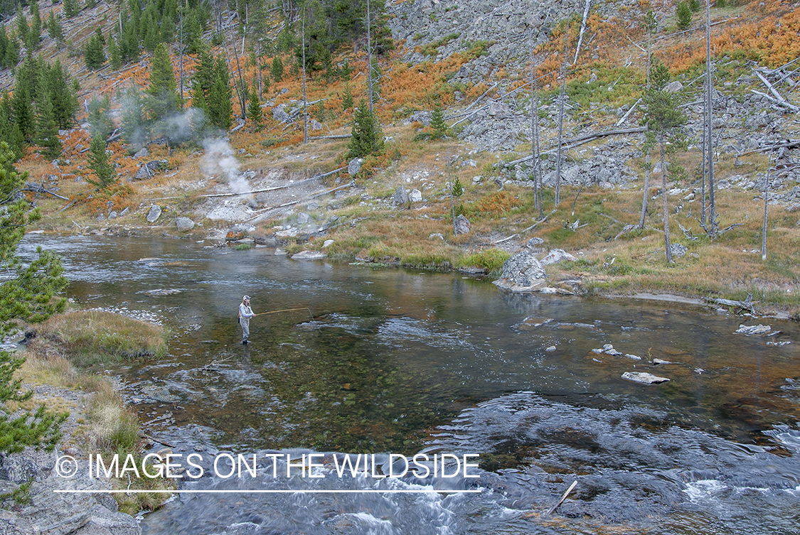 Flyfishing woman on Gibbon River, Yellowstone National Park.