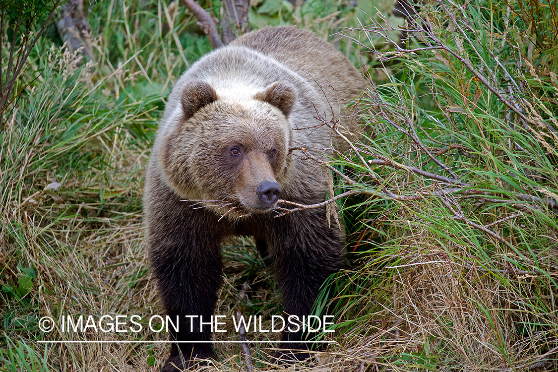 Brown Bear in habitat.