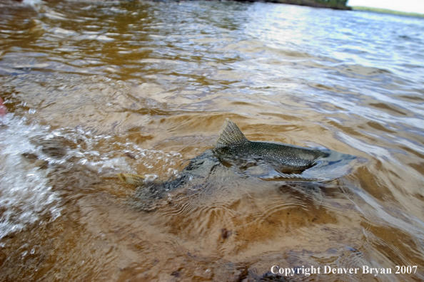 Lake trout on fly