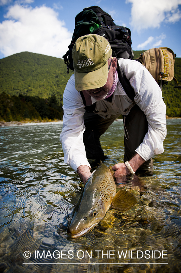 Flyfisherman releasing brown trout. 