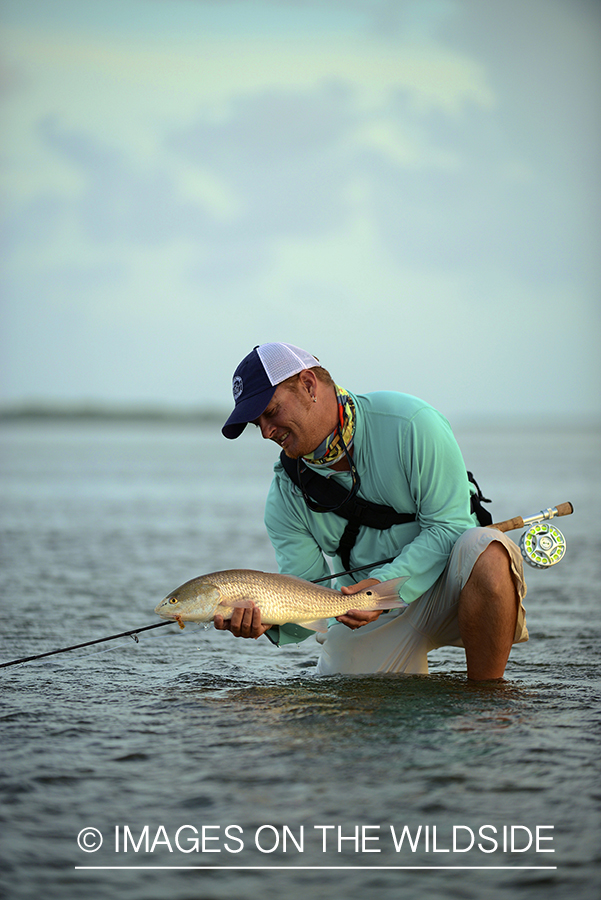 Flyfisherman releasing redfish.