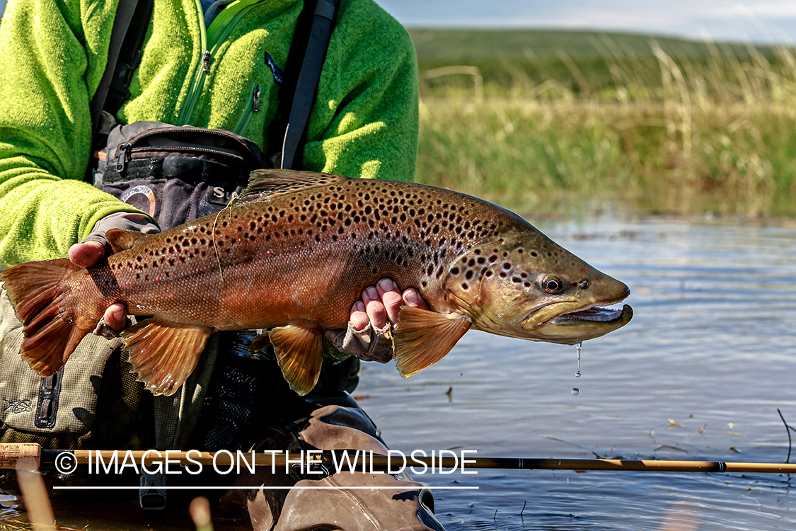 Flyfisherman releasing brown trout.