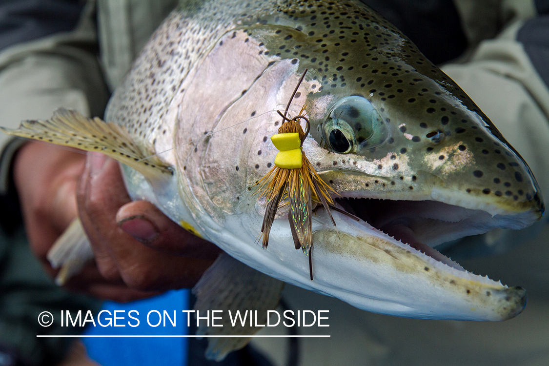 Rainbow trout.