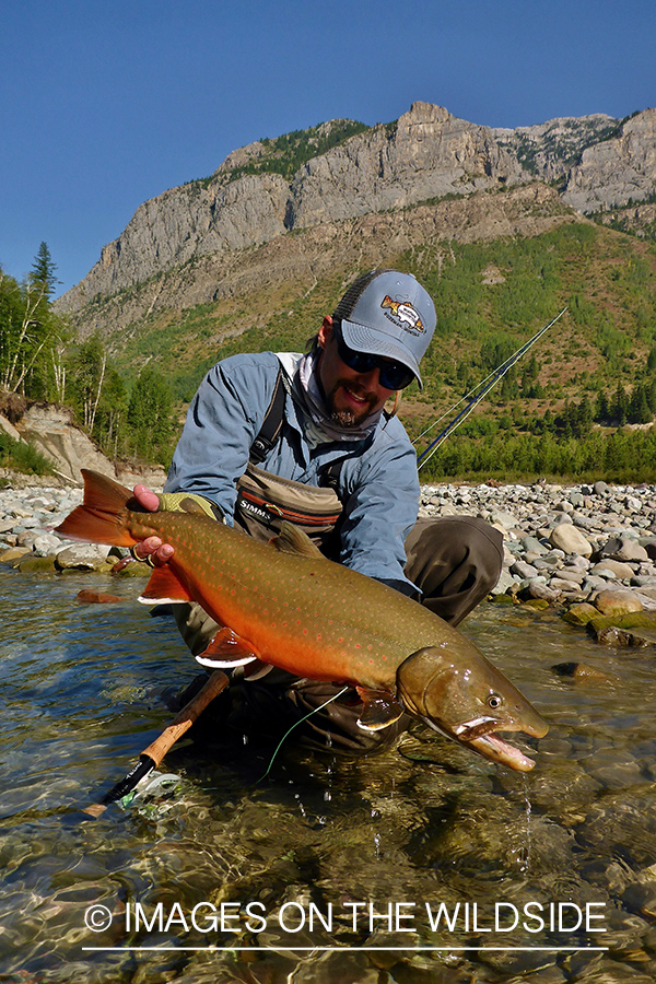 Flyfisherman releasing bull trout.