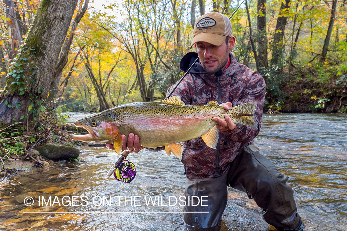 Flyfisherman releasing Rainbow Trout.