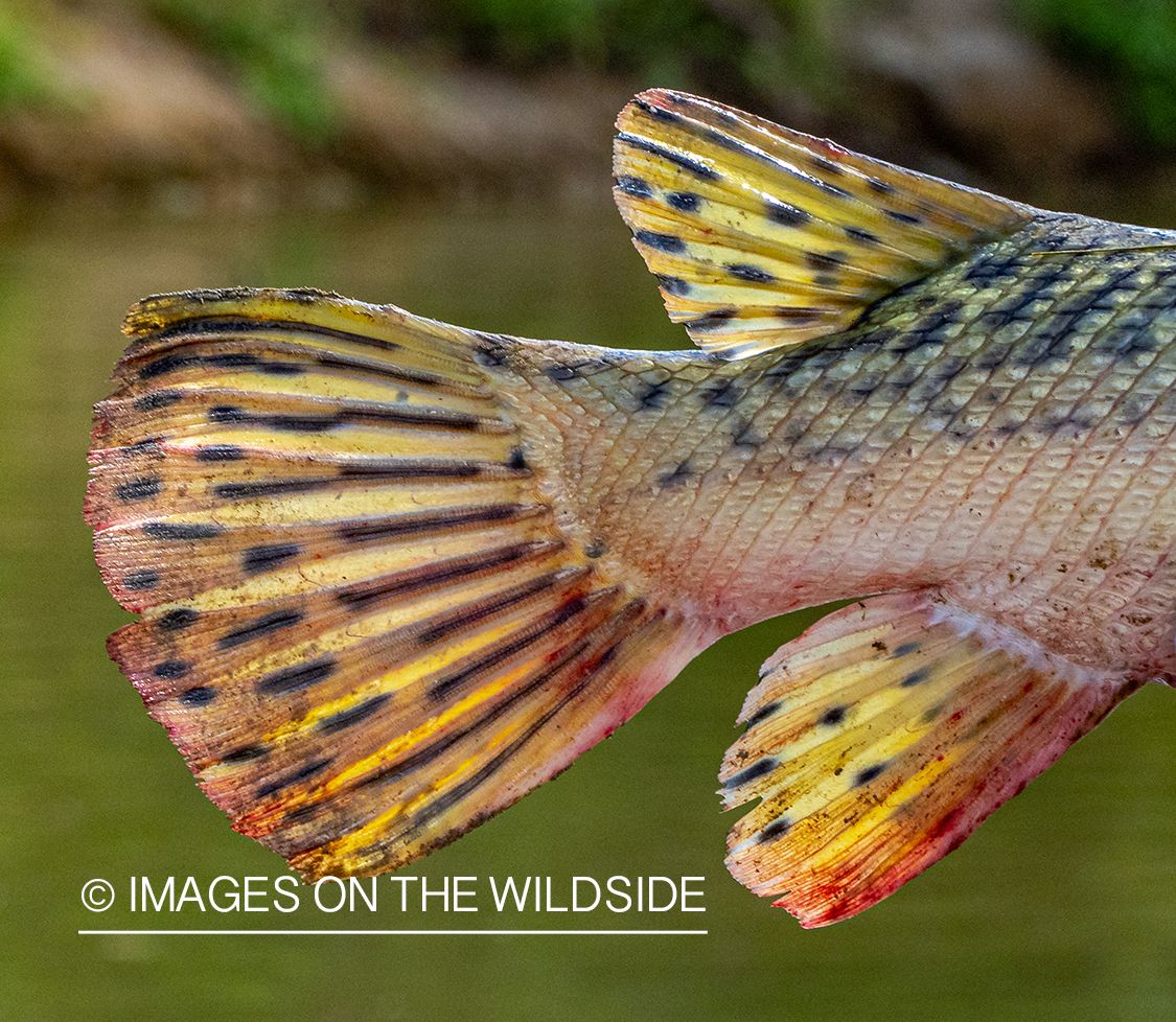 Alligator gar tail fin.