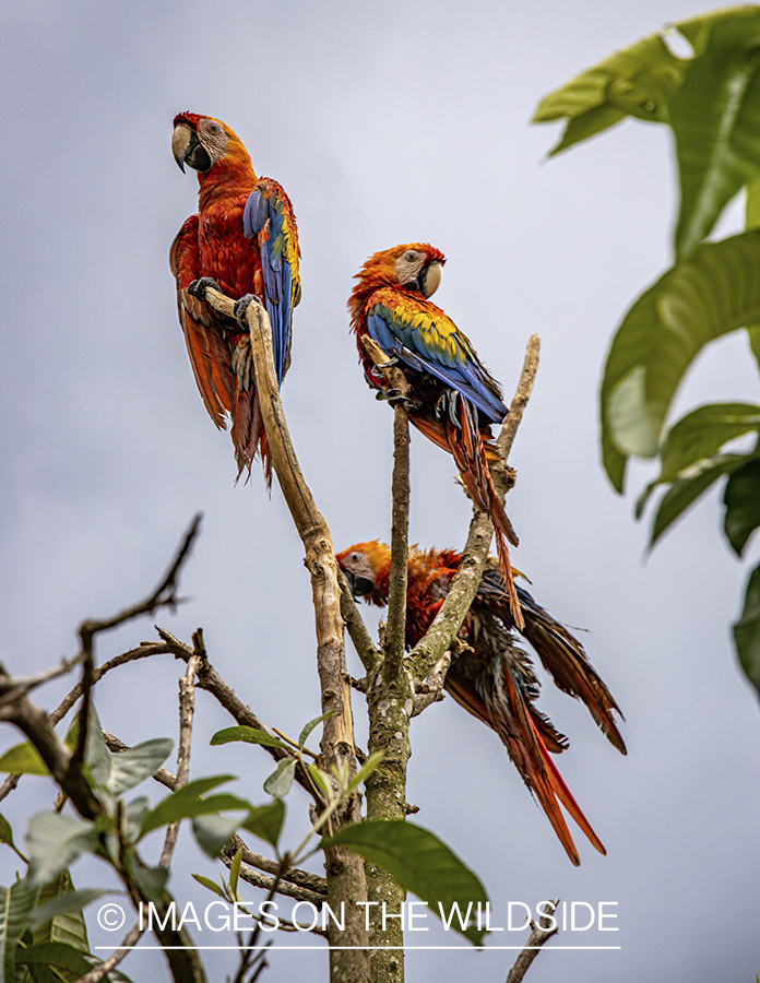 McCaws in Amazon jungle in Venezuela.