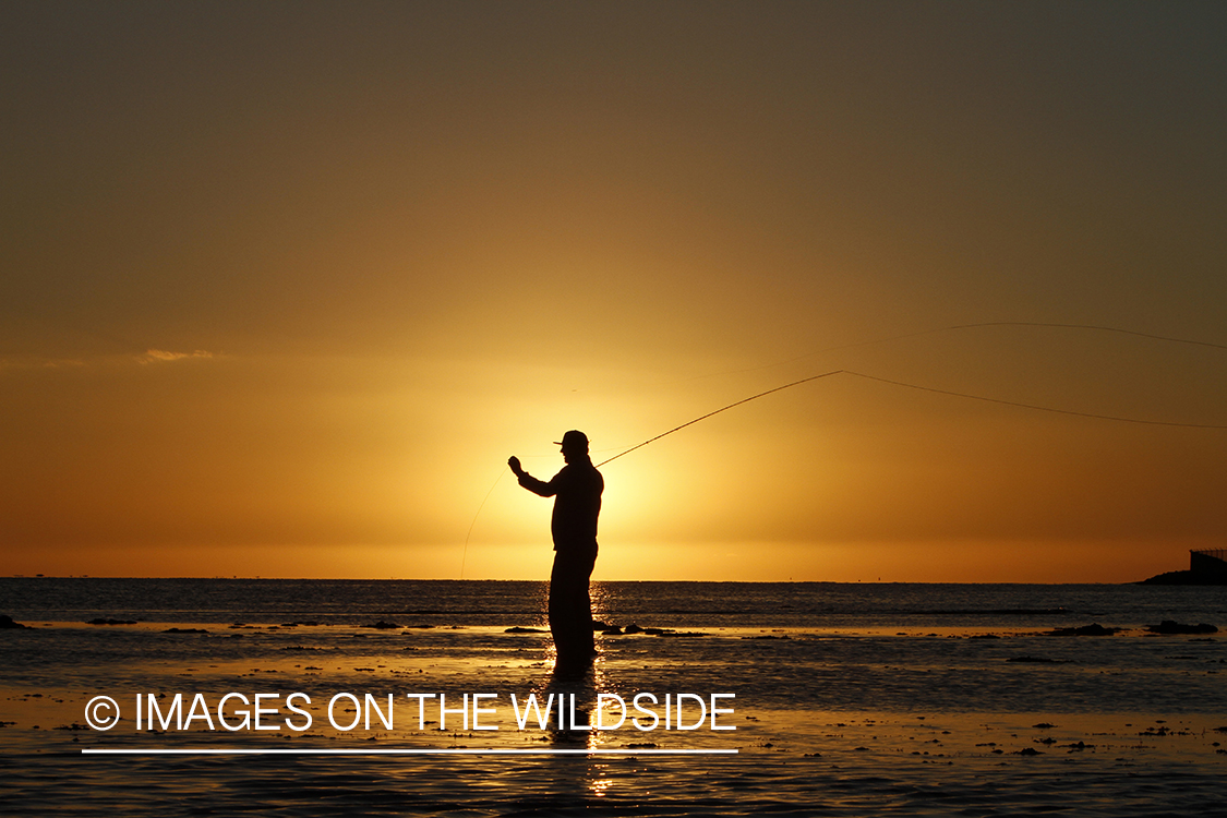 Saltwater flyfisherman casting from shore during sunset. 