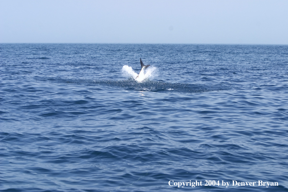 Tarpon jumping/fighting