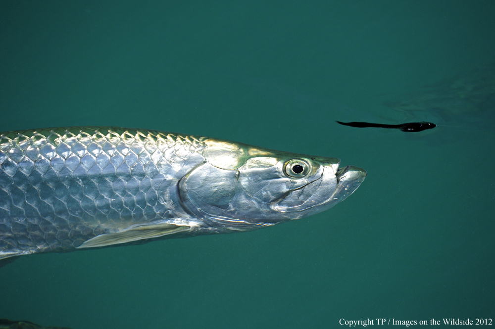 Tarpon chasing fly. 