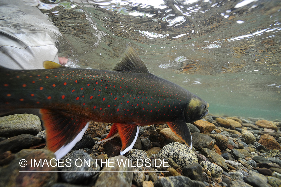 Fisherman releasing an Artic Char.