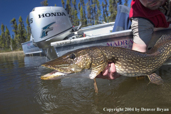 Fisherman releasing northern pike.