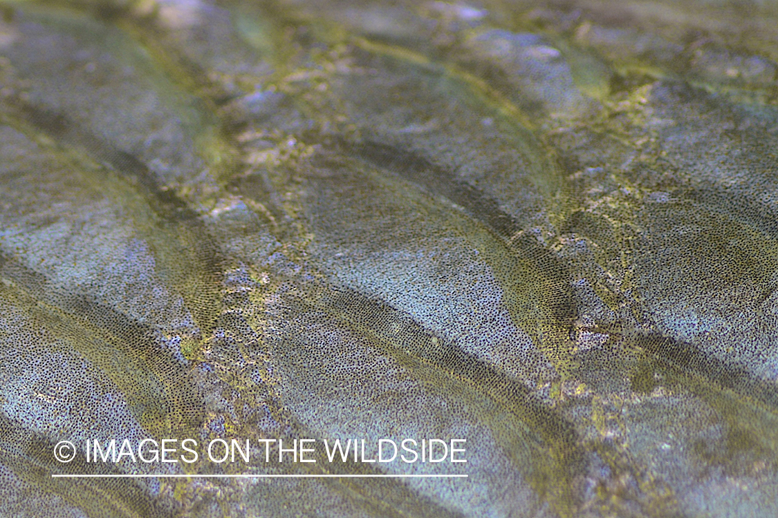 Close-up on redfish scales.