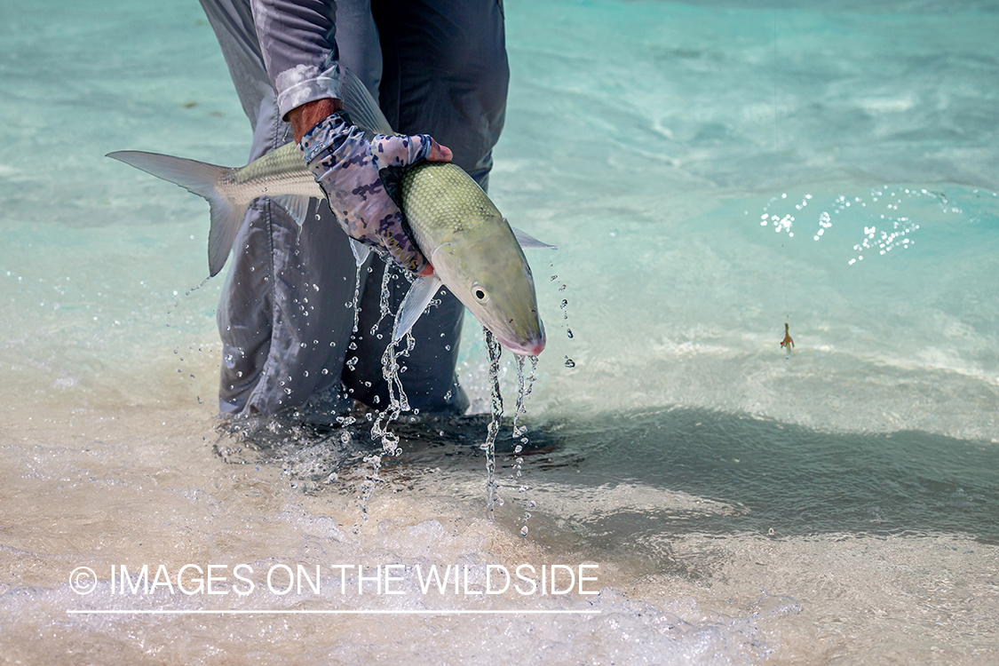 Flyfisherman with bonefish.
