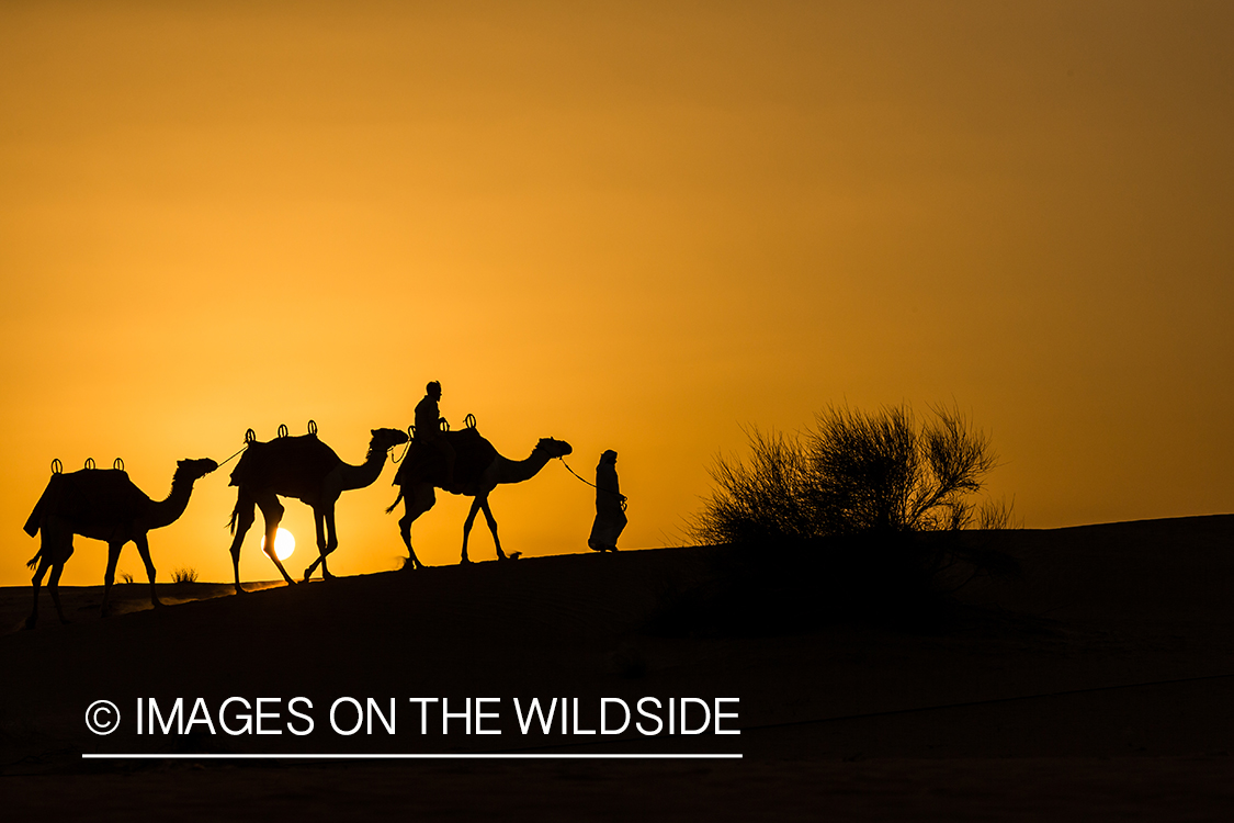 Leading string of camels over sand dunes.