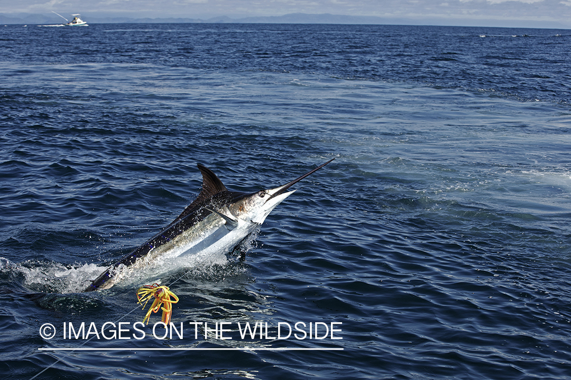 Deep sea fisherman fighting jumping marlin.