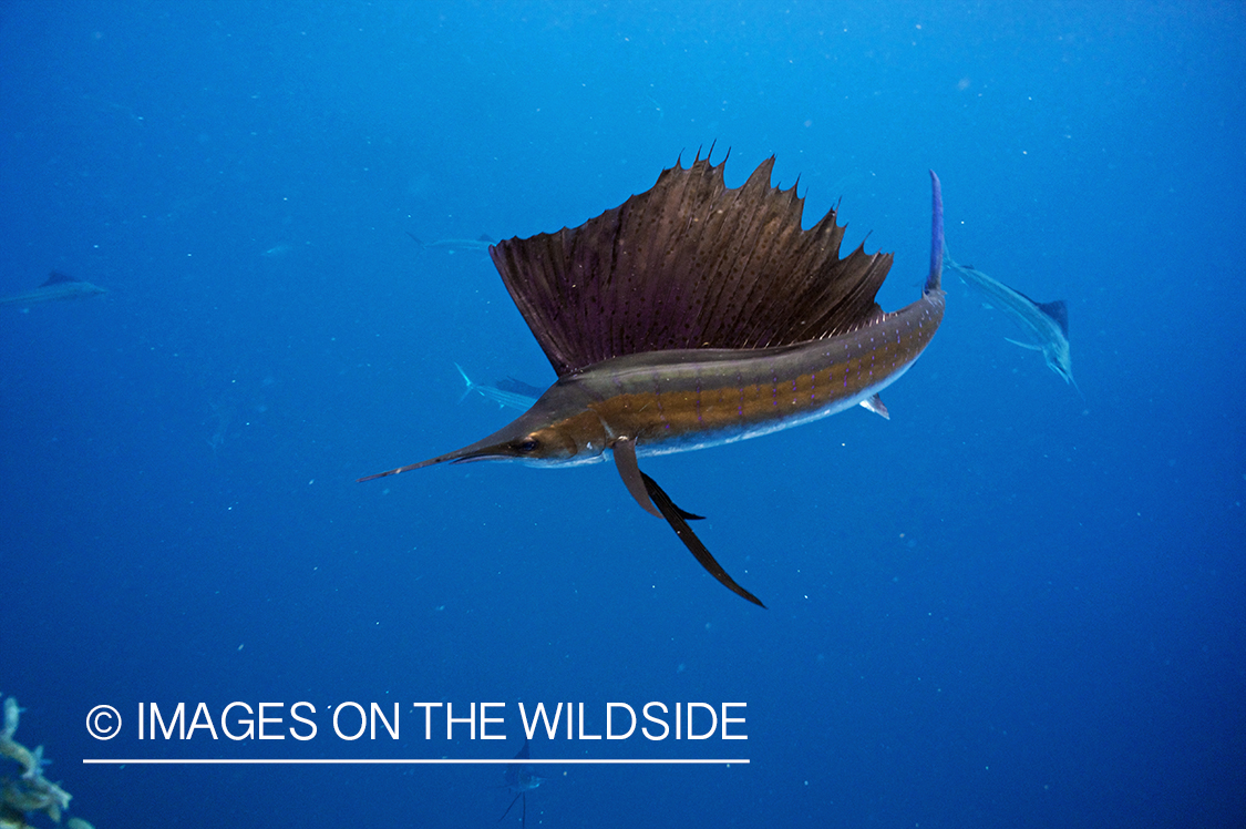 Sailfish attacking school, (bait ball), of bait fish. 