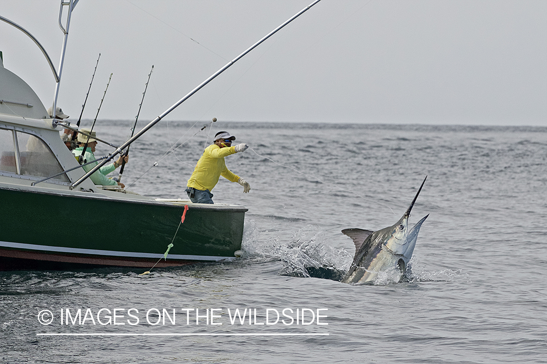 Deep sea fisherman fighting jumping black marlin.
