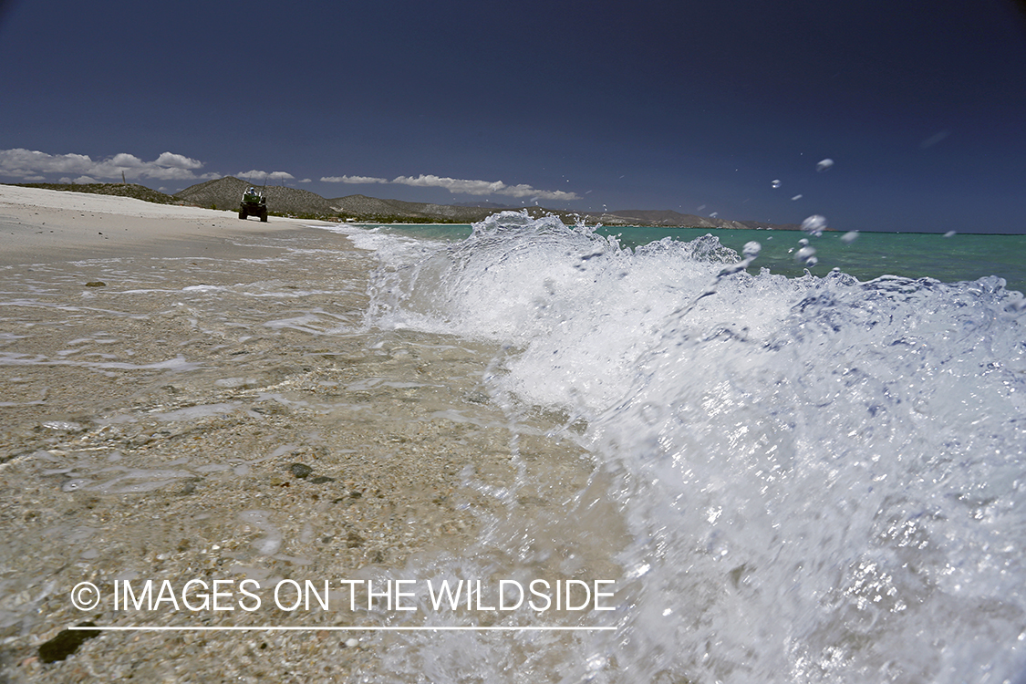 Chasing roosterfish on Baja Peninsula, Mexico.