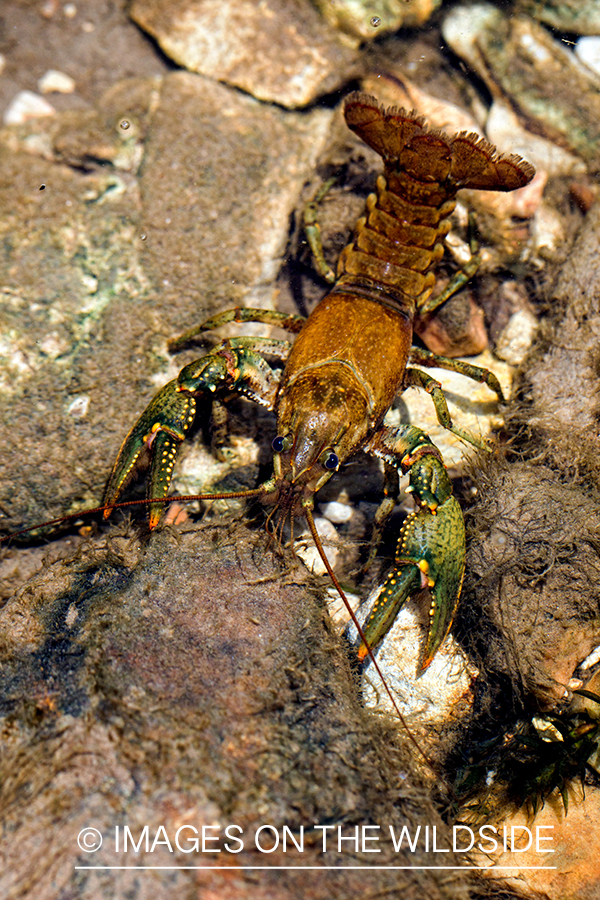 Crayfish. 