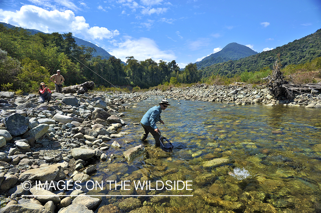 Flyfisherman catching fish with net.