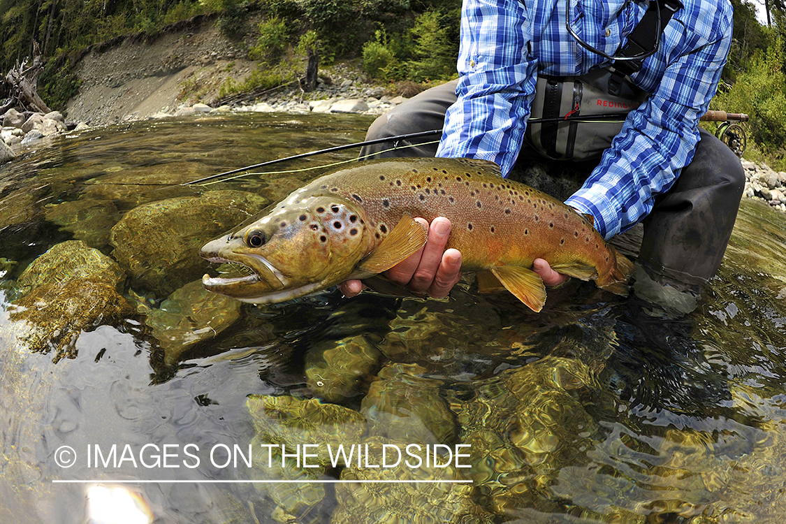 Brown trout in river in chile.