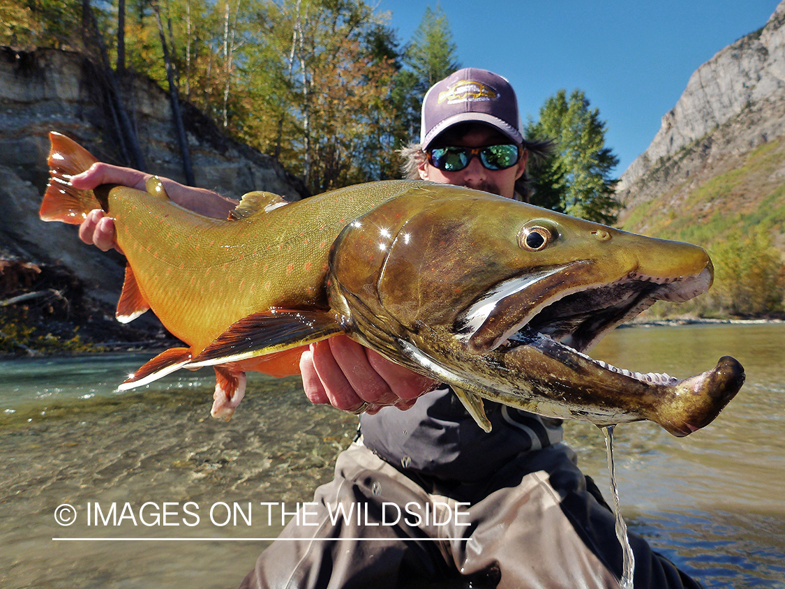 Flyfisherman with bull trout.