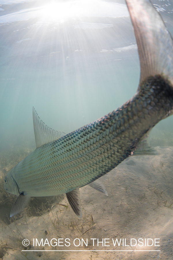 Bonefish being released.